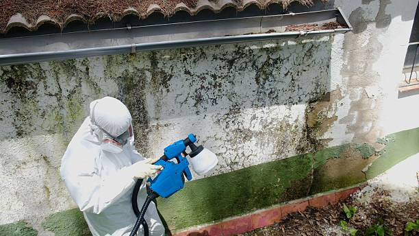Top rated local Basement Mold Removal specialists in Bryantown, MD
